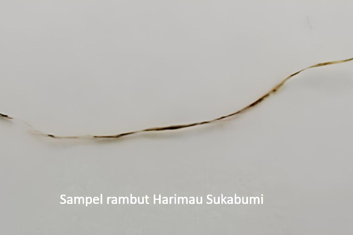 Analisis DNA pecahkan misteri sampel rambut harimau di Sukabumi