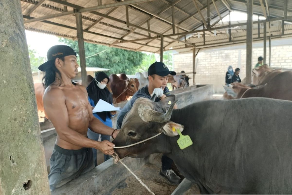 Babel perketat lalu lintas sapi antisipasi penyakit "ngorok"