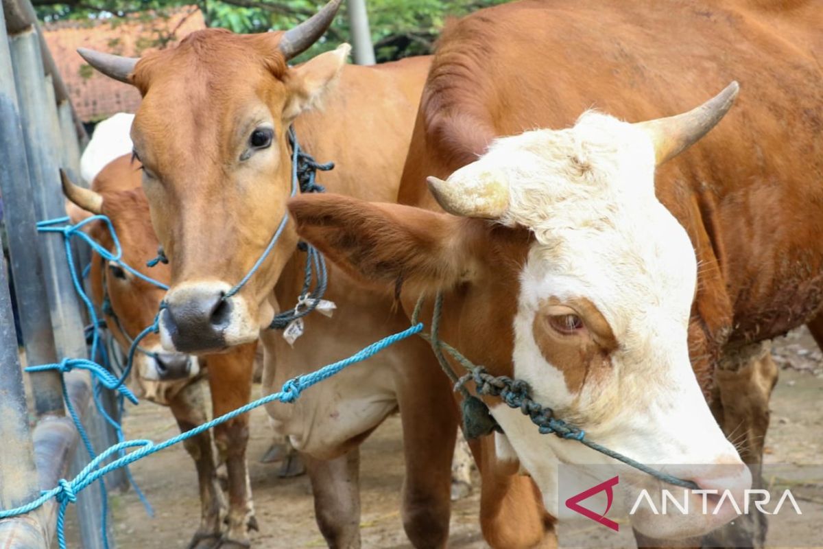 Pemkab Purwakarta penuhi stok daging sehat selama Ramadhan hingga Lebaran