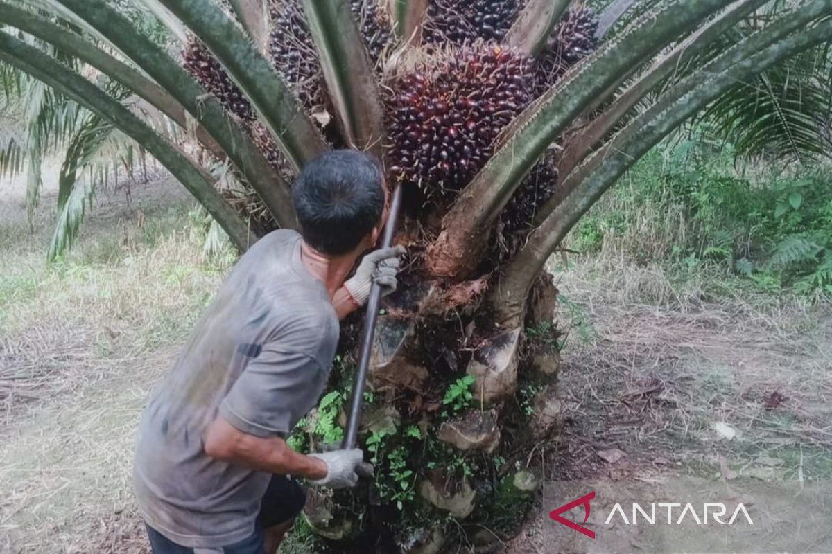 Jelang lebaran, perusahaan sawit di Bengkulu tutup 8 April