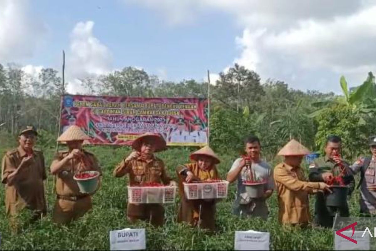 Bangka Tengah membuat kebun percontohan tanaman cabai