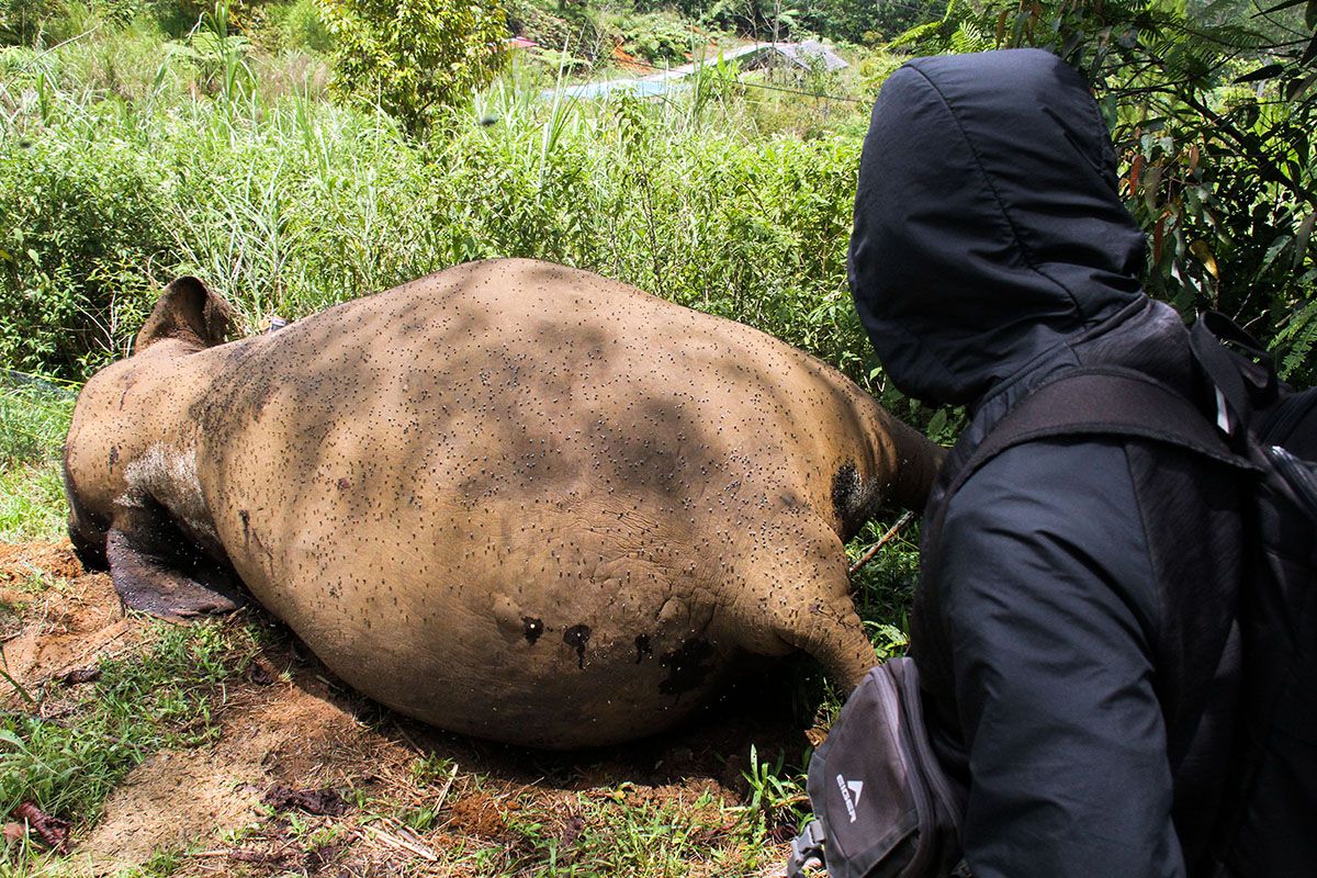 BKSDA turunkan tim nekropsi bangkai gajah sumatra di Aceh Utara
