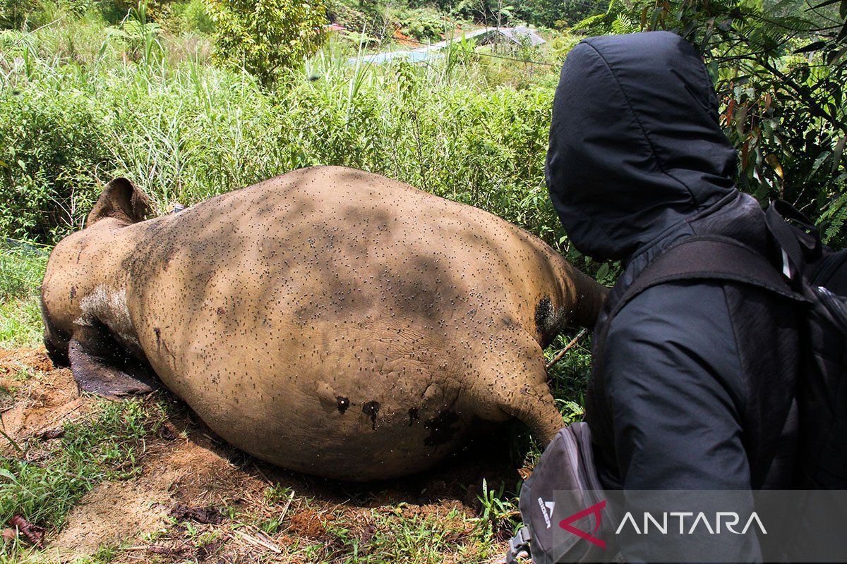 BKSDA turun tim nekropsi bangkai gajah sumatra di Aceh Utara