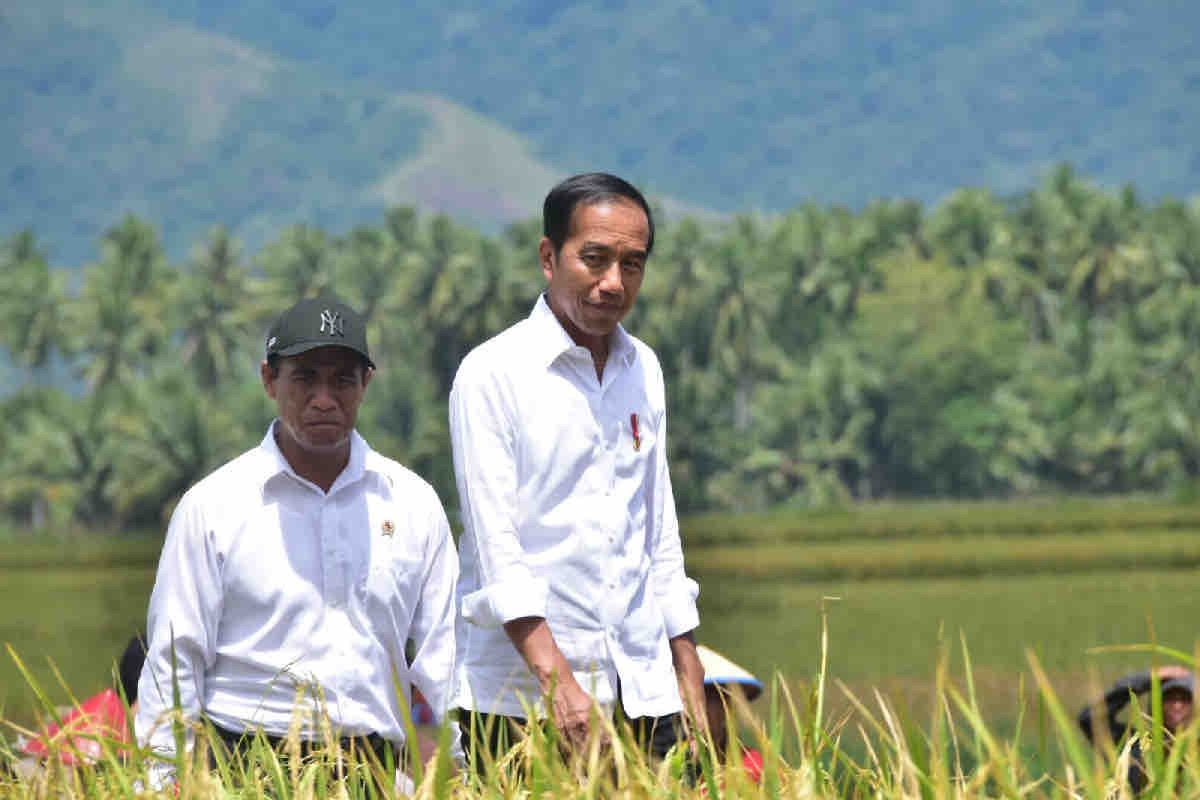 Presiden Jokowi tinjau panen padi di Sigi Sulawesi Tengah