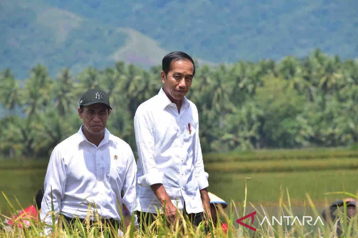 President Jokowi praises Sigi's 6.2 ton per hectare rice harvest