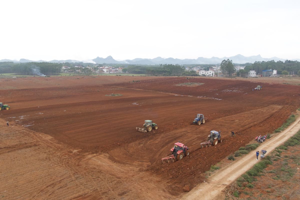 Teknologi dan kolaborasi pertanian makmurkan petani tebu China-ASEAN