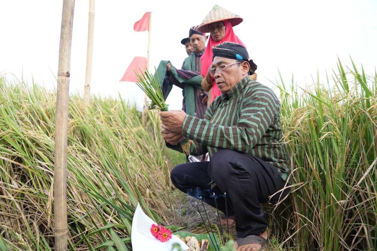 Kelompok Tani Sleman lestarikan tradisi "wiwitan" jelang panen