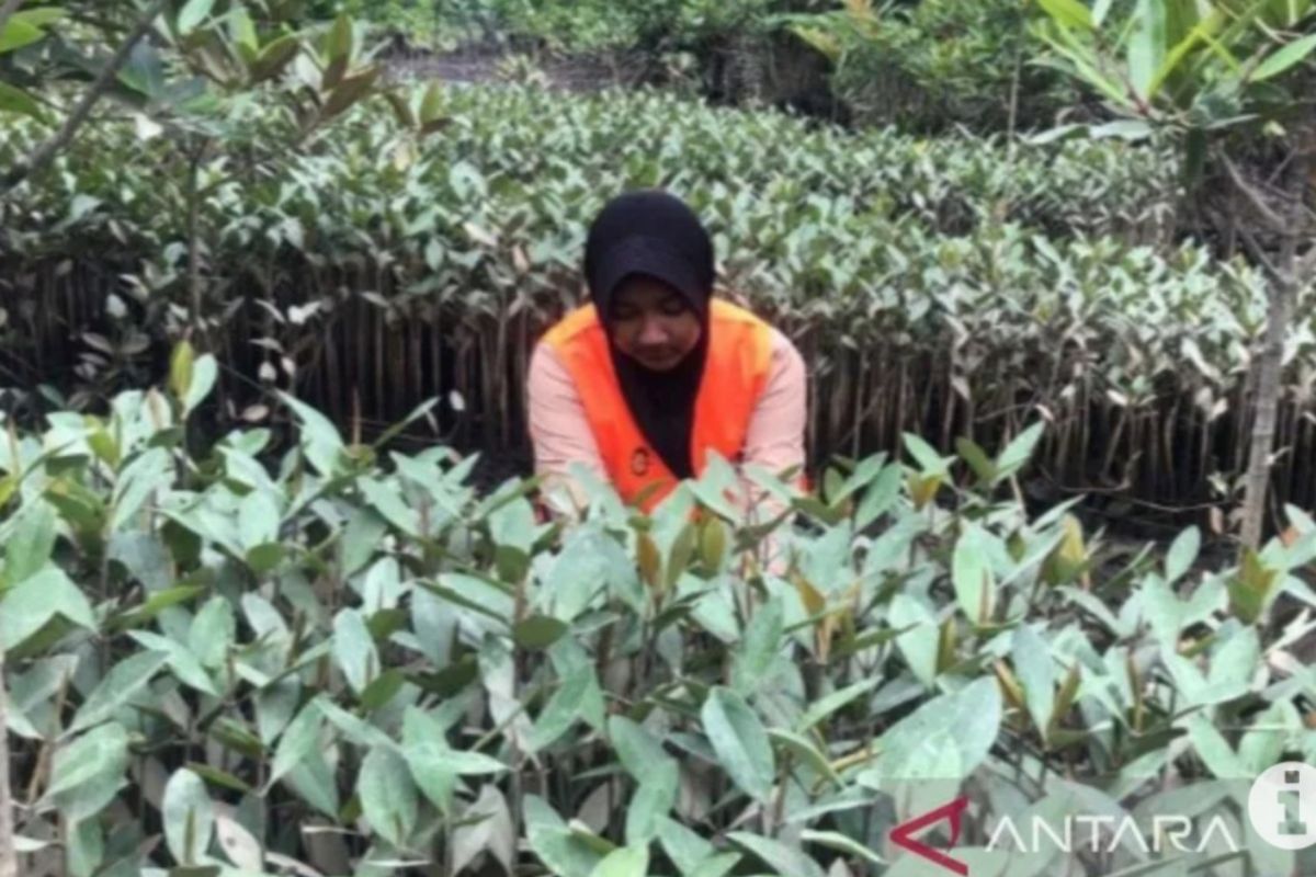 Pemprov: Rehabilitasi mangrove di Sumut kewajiban yang harus dilaksanakan