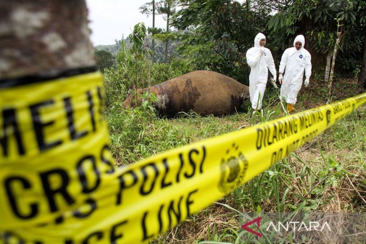 Aceh's conservation agency conducts lab test for elephant death