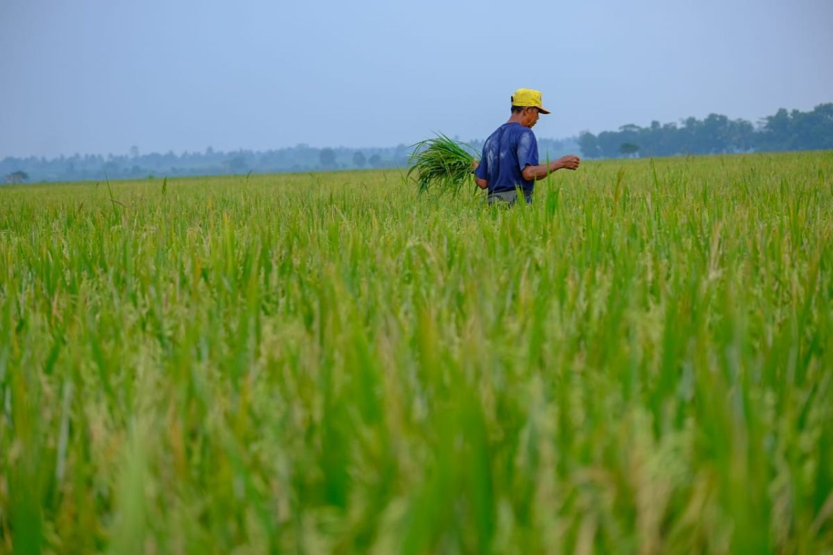 Petani diminta waspadai munculnya hama pada musim hujan