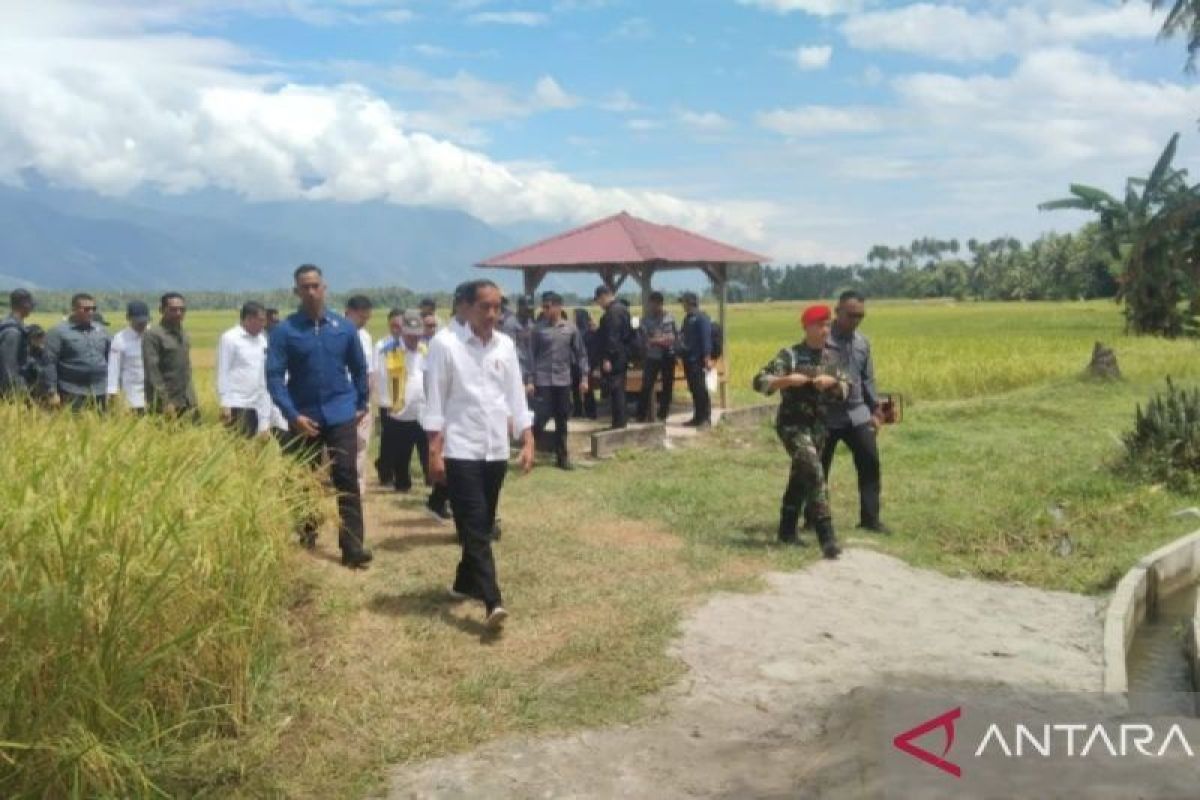 Presiden Jokowi tinjau panen padi di Sigi, Sulawesi Tengah yang mencapai 6,2 ton per hektare