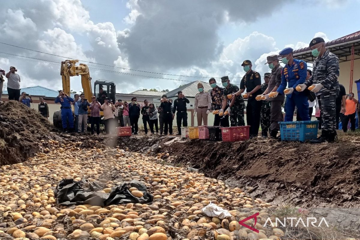 BC Bengkalis musnahkan 19.800 kg mangga asal Malaysia, ada tiga tersangka