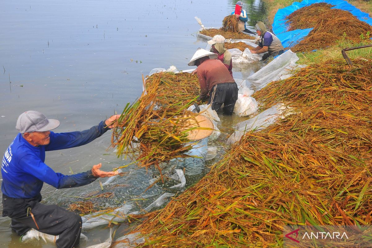 Banjir Merendam Ribuan Hektare Tanaman Padi Di Kabupaten Kudus - ANTARA ...