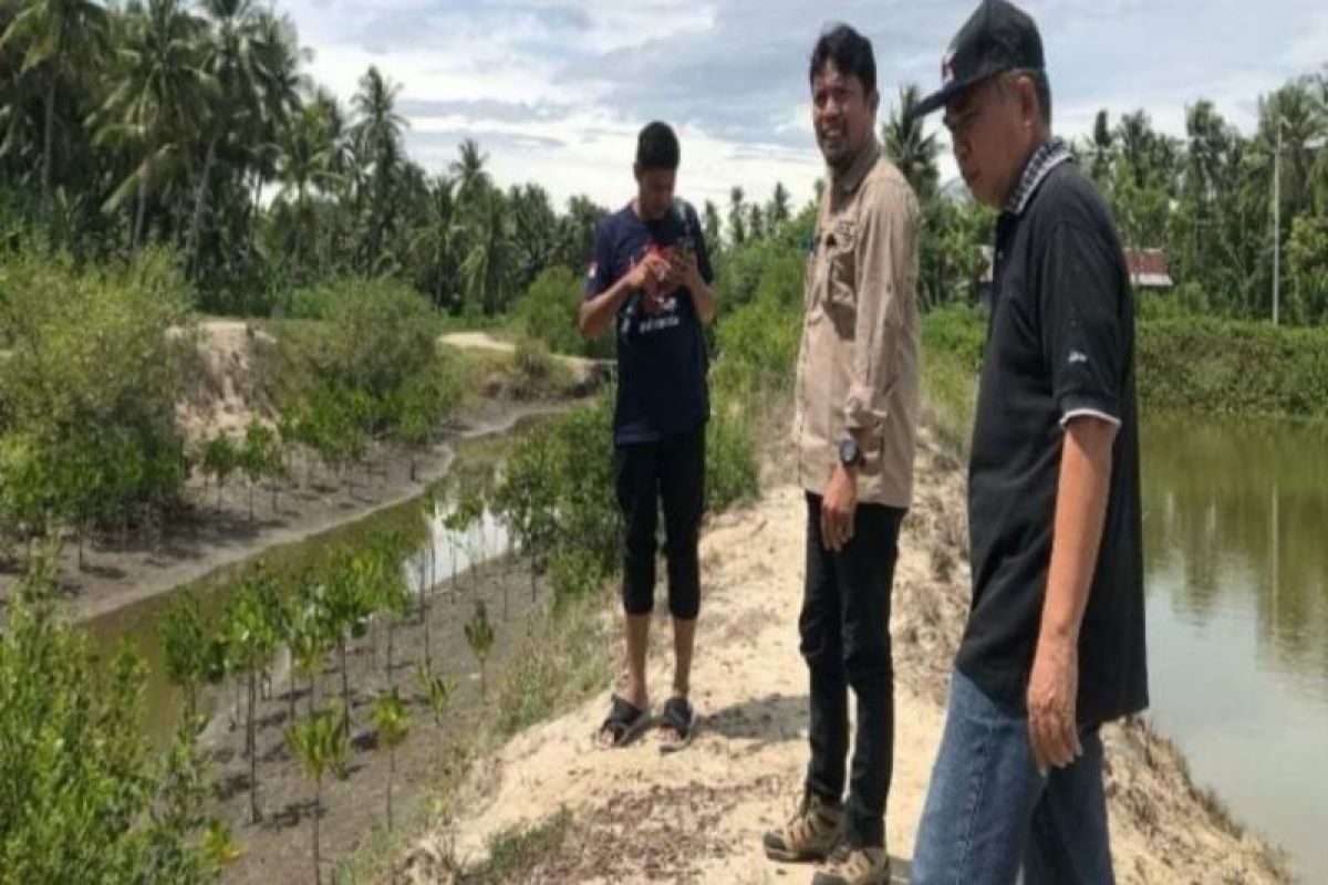 DLH Sulbar tanam 1.300 bibit mangrove di Polewali Mandar