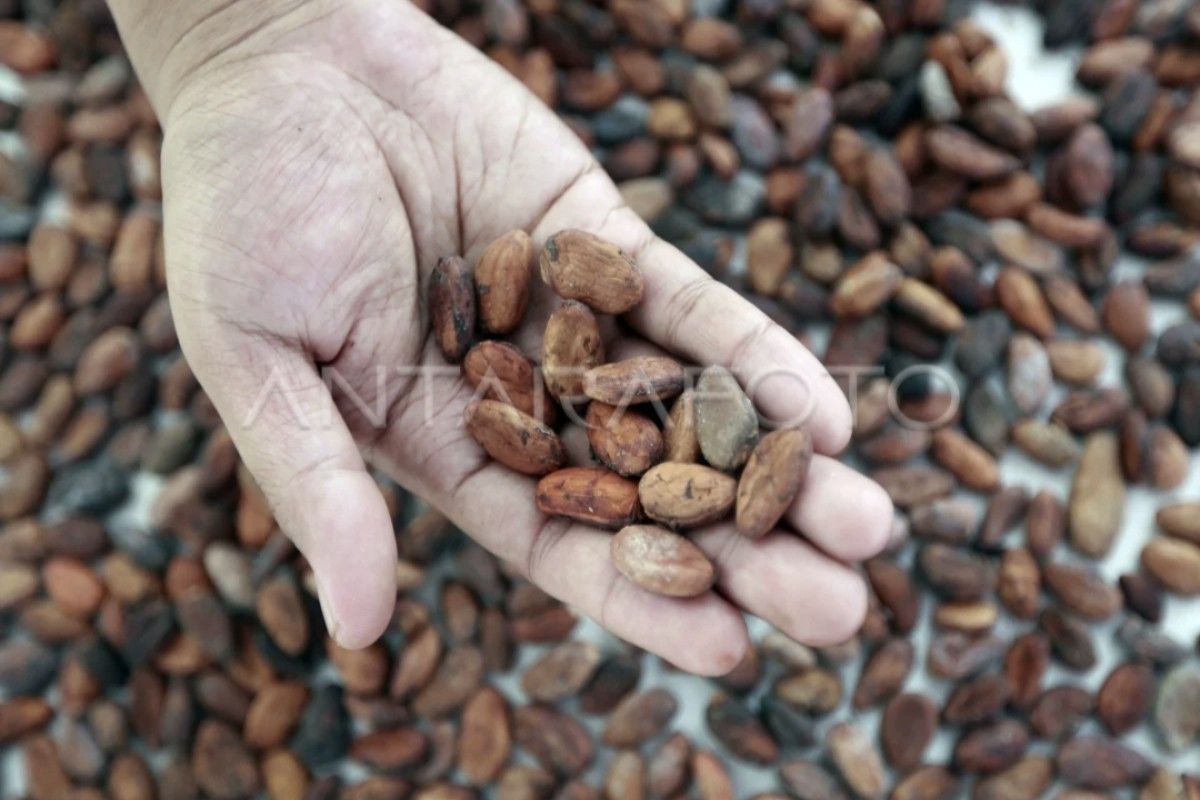 Kalteng optimalkan pengembangan budi daya kakao