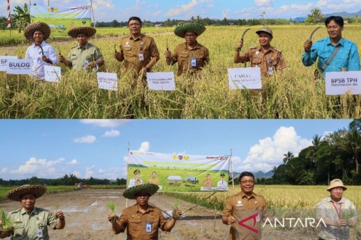 Pemkab HST panen raya padi di irigasi Bendung Batang Alai