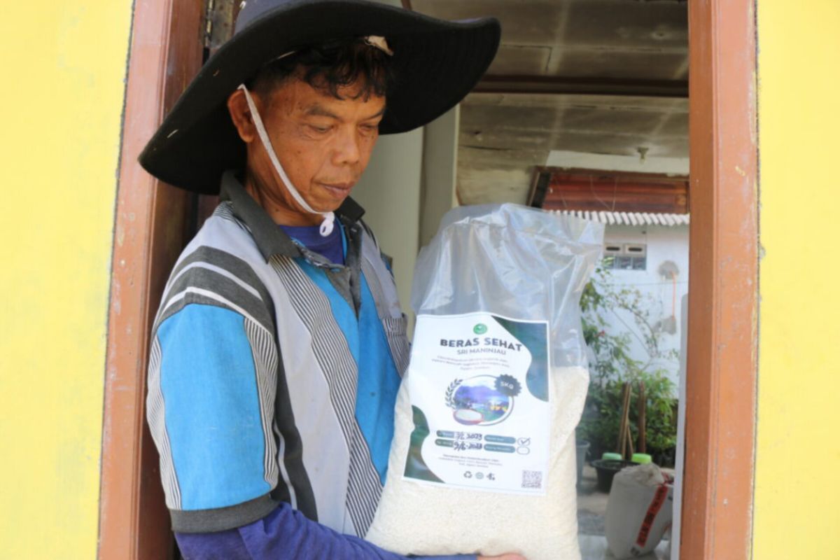 Perantau Agam kembangkan padi organik diatas lahan tiga hektare