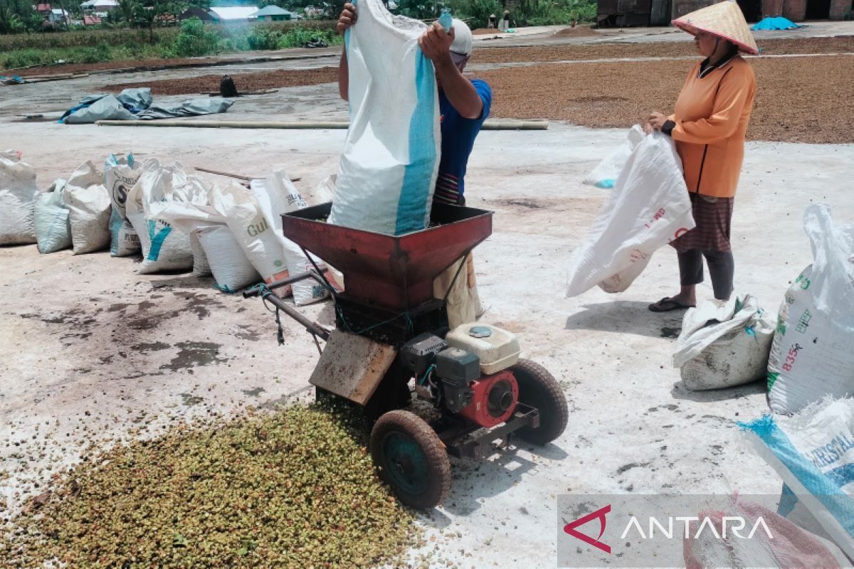Harga jual biji kopi di Rejang Lebong Bengkulu tembus Rp52.000/kg