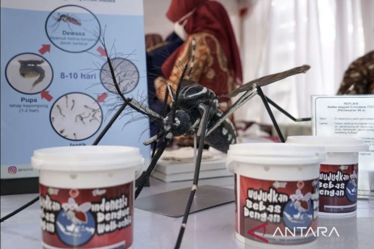 Nyamuk ber-wolbachia tak terkait keganasan nyamuk dengue