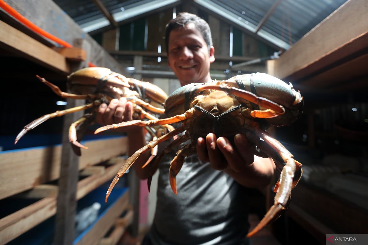 Kepiting bakau salah satu komoditas kelautan unggulan Mimika