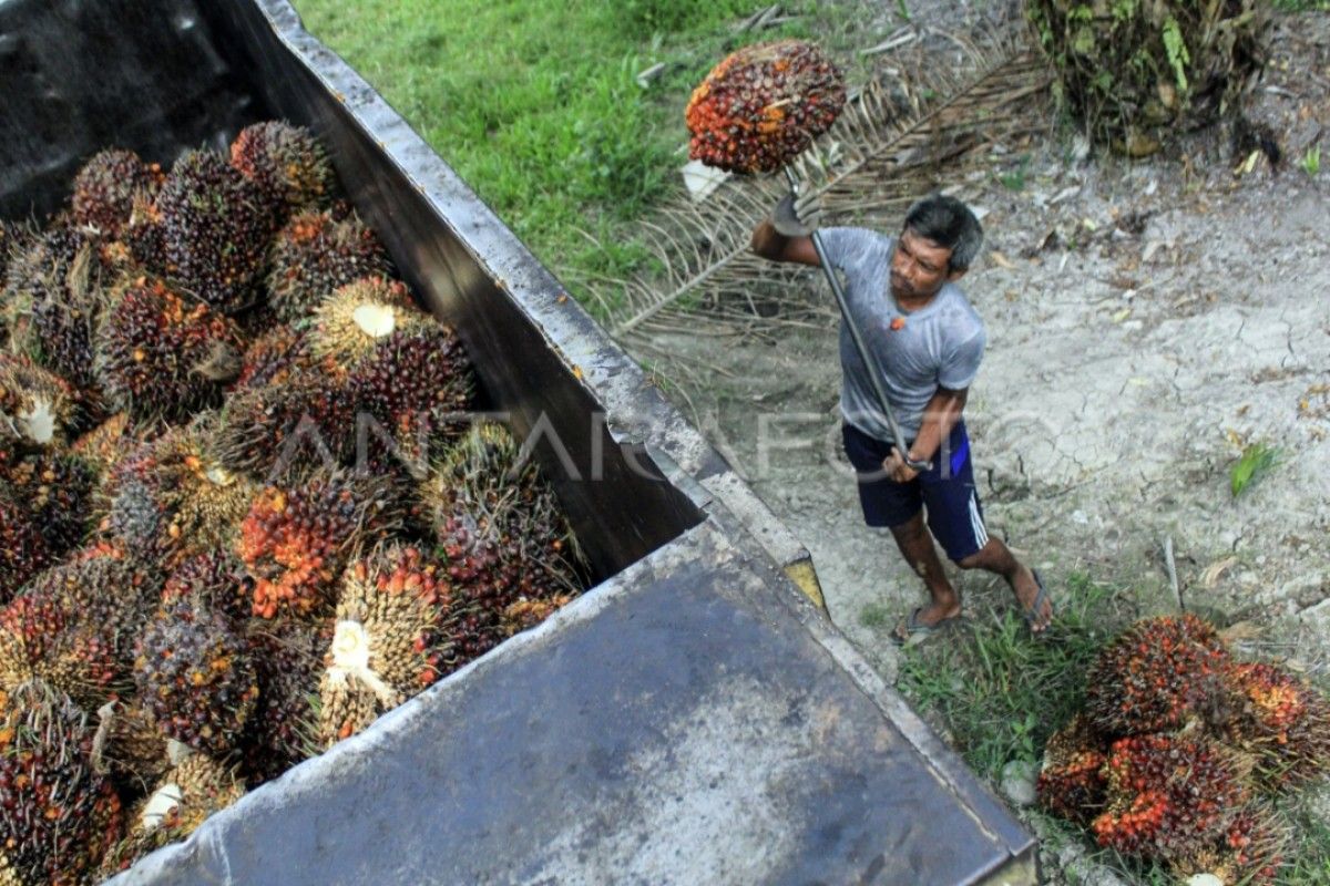 Harga tandan buah segar kelapa sawit Kabupaten Mukomuko turun