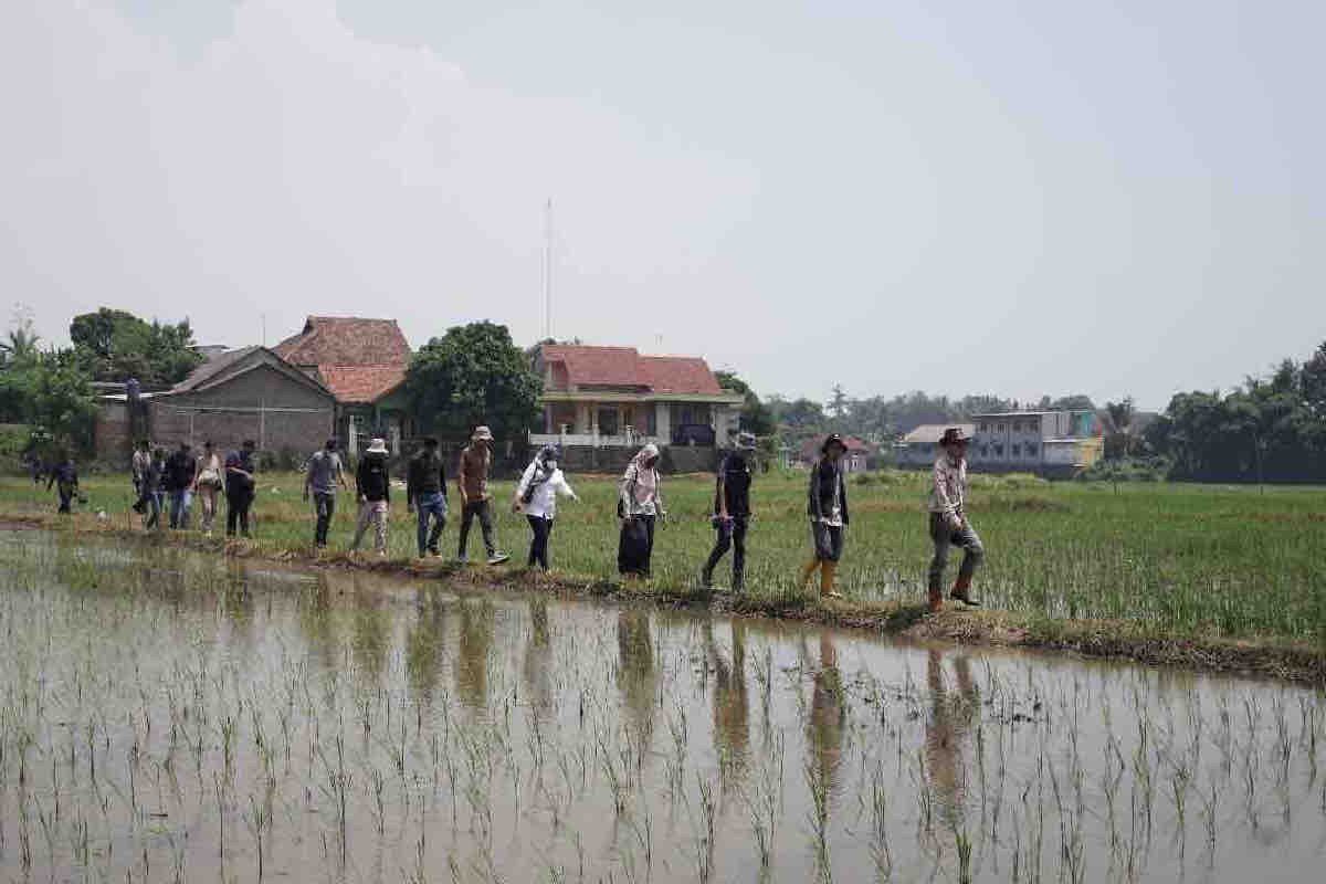 Kementan pompanisasi sawah tadah hujan pertanian