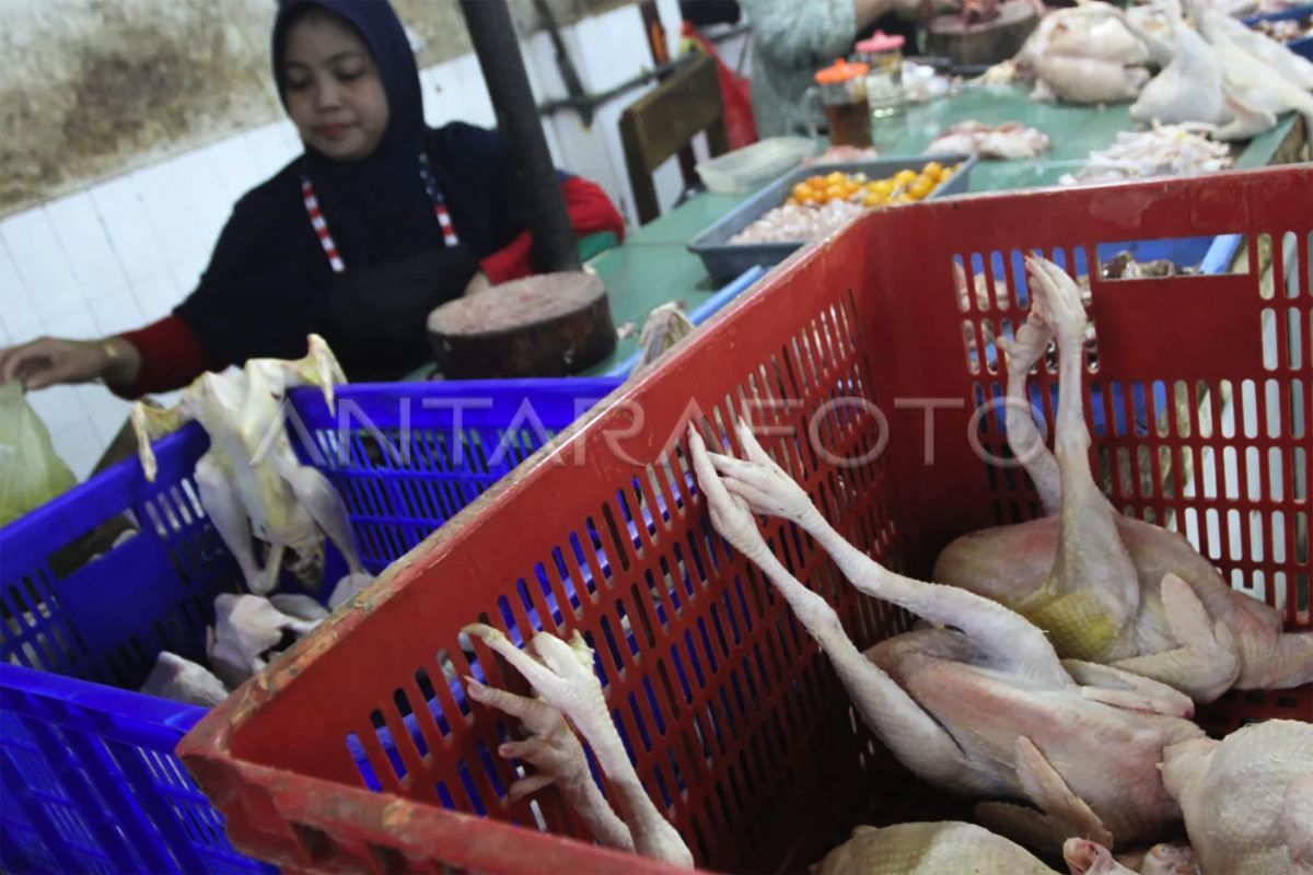 Harga daging ayam dongkrak inflasi Kota Malang