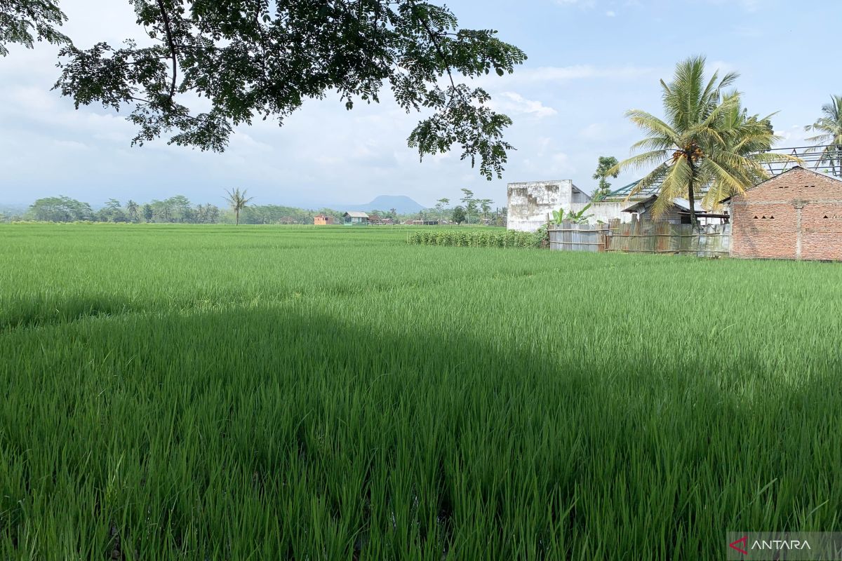 BPS catat luas tanam padi di Kota Malang turun 4,96 persen