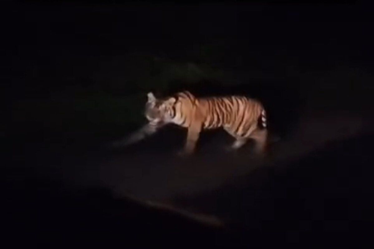 Harimau Sumatra kembali terlihat di Jalan Lintas Barat Krui
