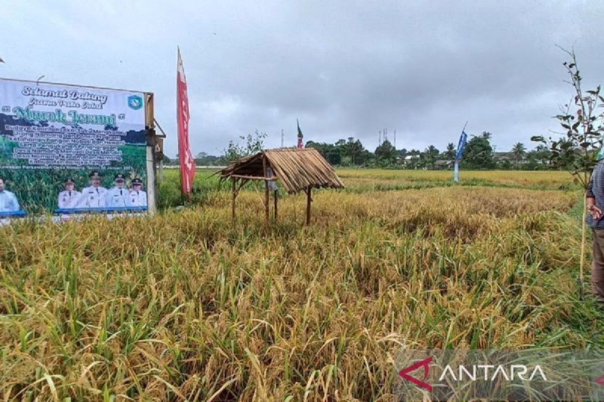 BPS: Nilai tukar petani Babel naik 3,46 persen