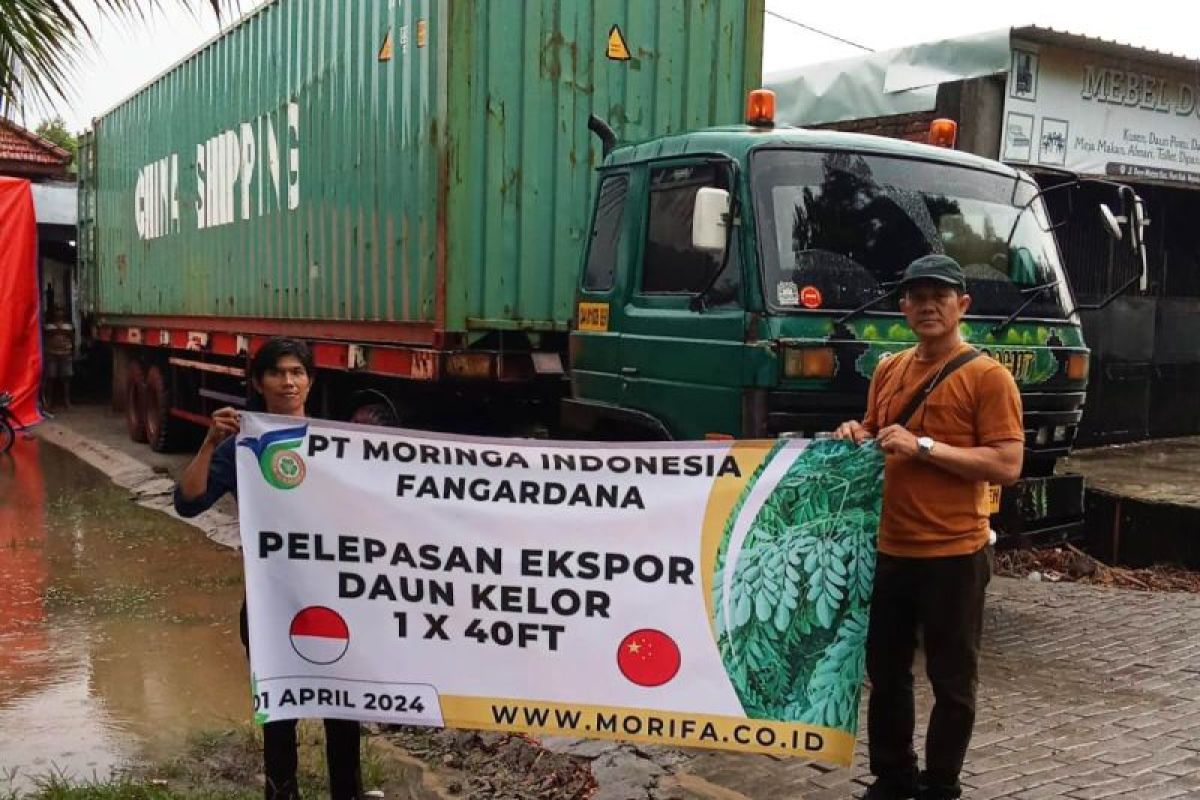 PT MORIFA lepas ekspor 20 ton daun kelor kering ke China