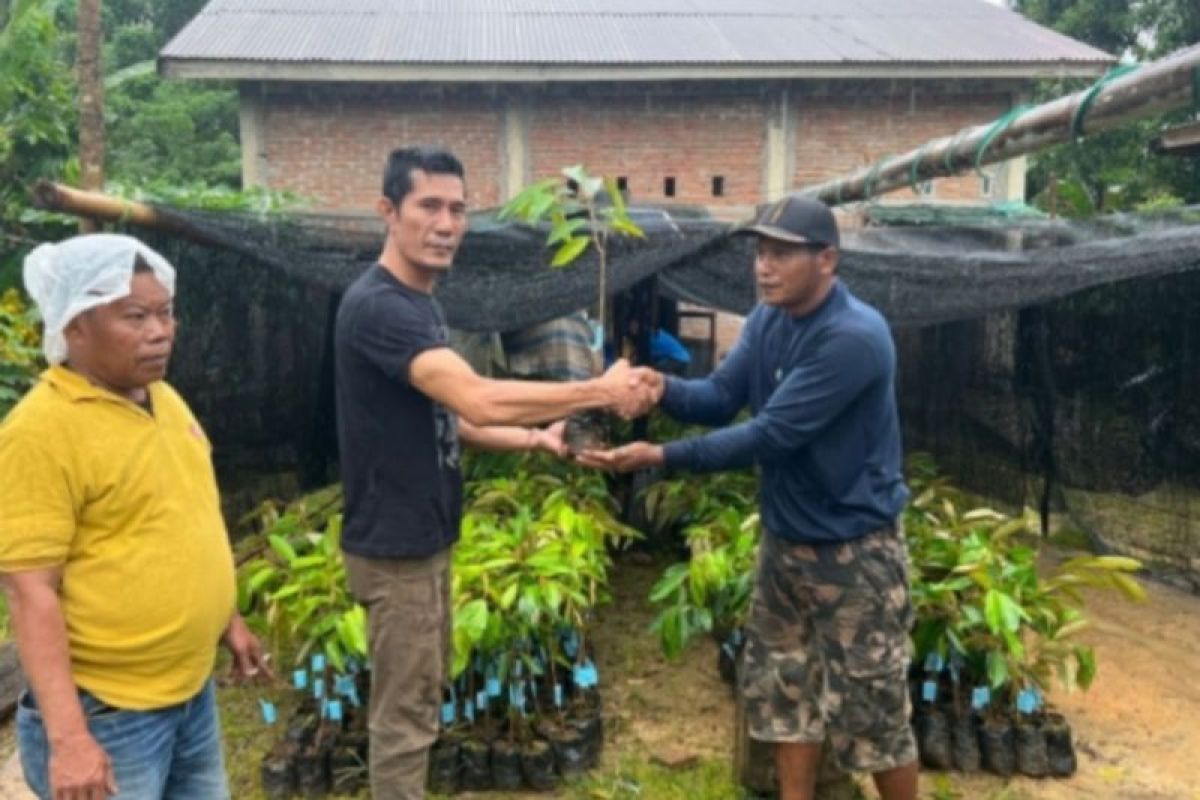 DLH Sulbar tanam 1.020 bibit durian antisipasi bencana alam di Mamuju