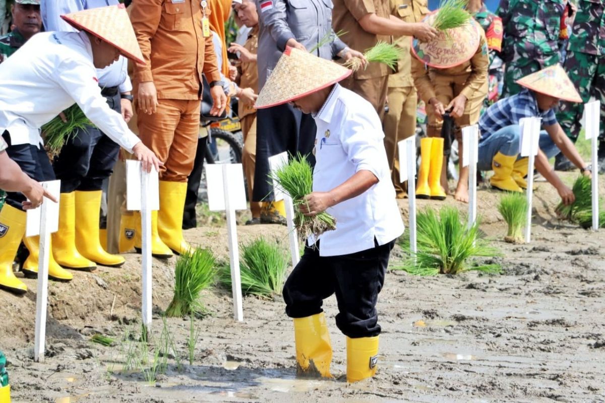 Wakil Bupati Simalungun tanam padi perdana di peluncuran Gerakan Tanam