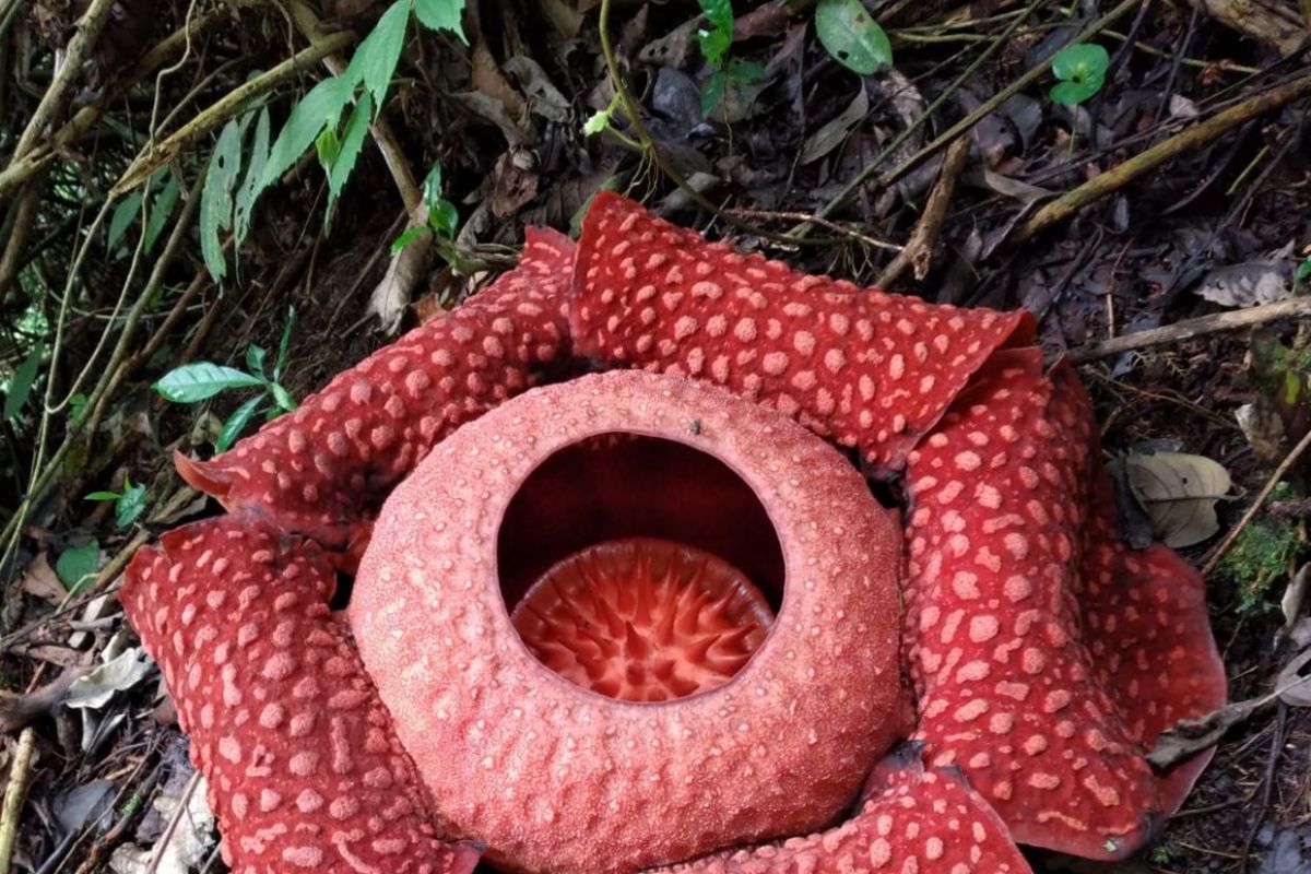 Tiga individu bunga rafflesia mekar di Agam jelang Idul Fitri