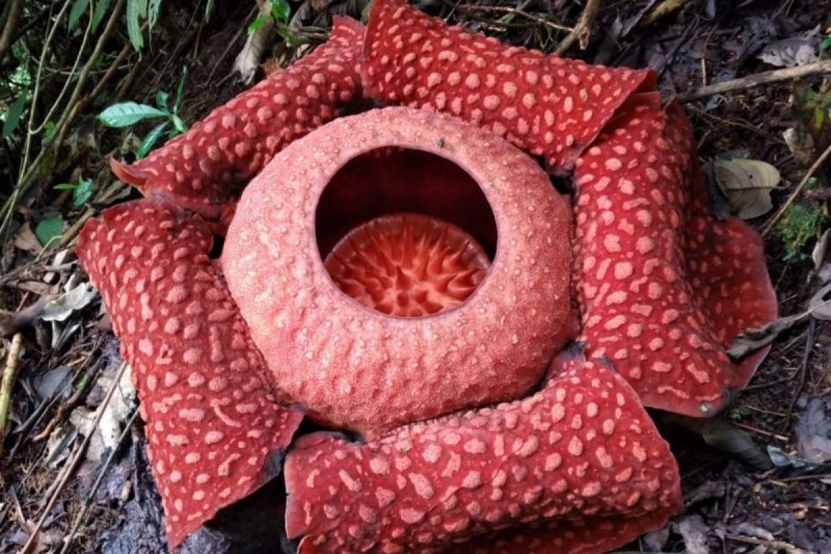 Tiga bunga Rafflesia  jenis arnoldii mekar di Agam jelang Idul Fitri