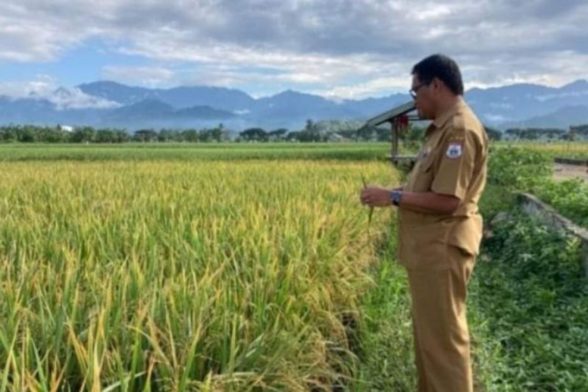 Pemprov Sulbar kembangkan padi inbrida di Polman