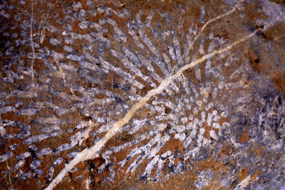 Fosil terumbu karang berusia 350 juta tahun ditemukan di China tengah