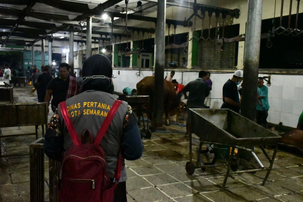 Distan Semarang: Pemotongan sapi di RPH meningkat jelang Lebaran