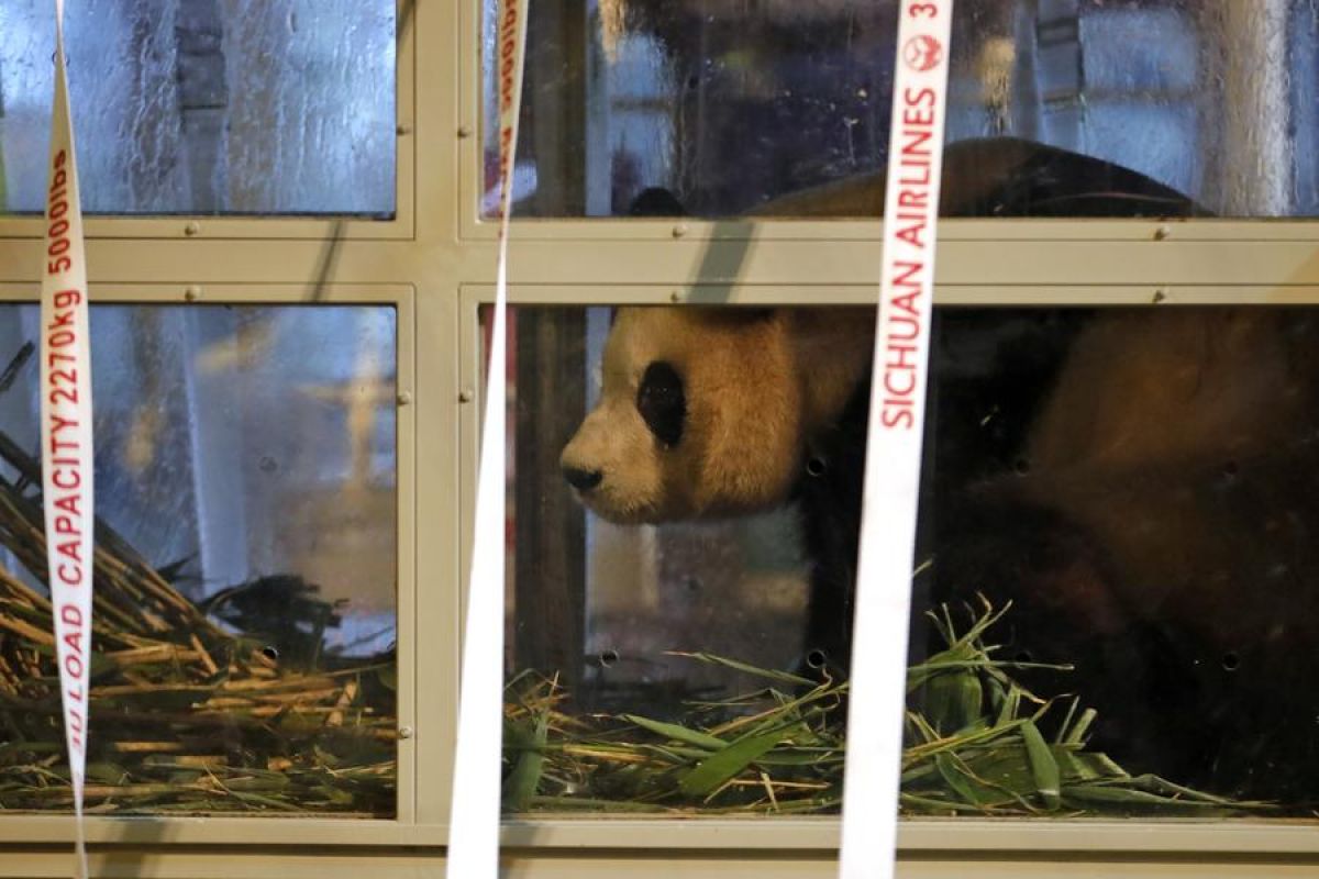 Panda raksasa yang lahir di Korsel kembali ke China