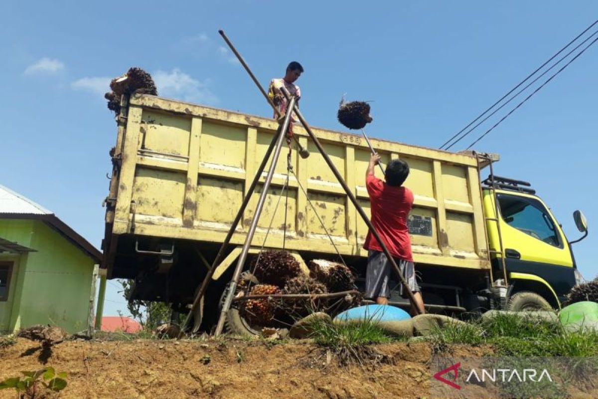 Pabrik kelapa sawit di Mukomuko Bengkulu tutup mulai Sabtu