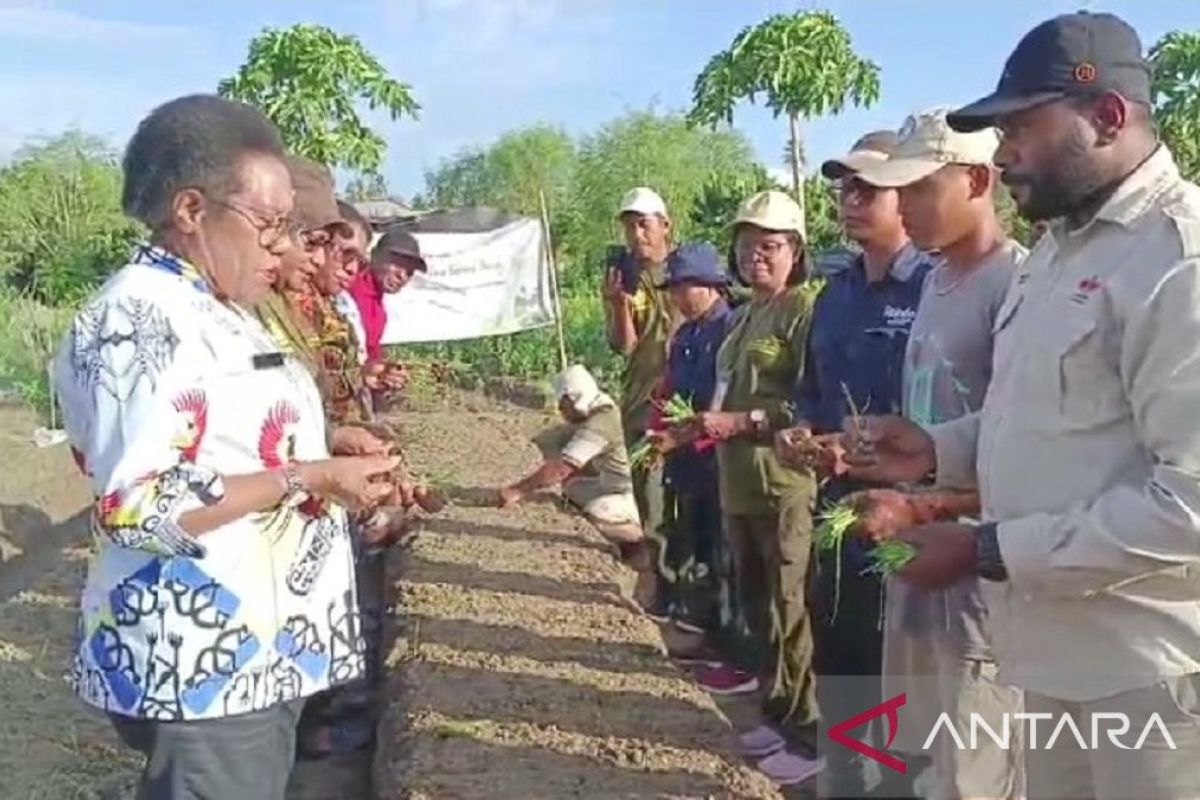 Pemkab Jayapura kembangkan teknologi menanam bawang merah dari biji