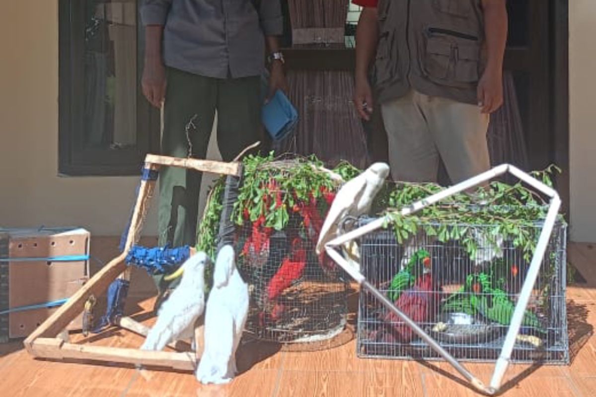 BKSDA Maluku amankan 20 satwa liar burung paruh bengkok dilindungi