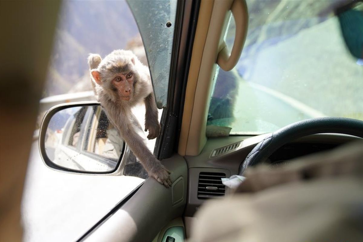 Hong Kong laporkan kasus pertama virus B akibat kontak dengan monyet