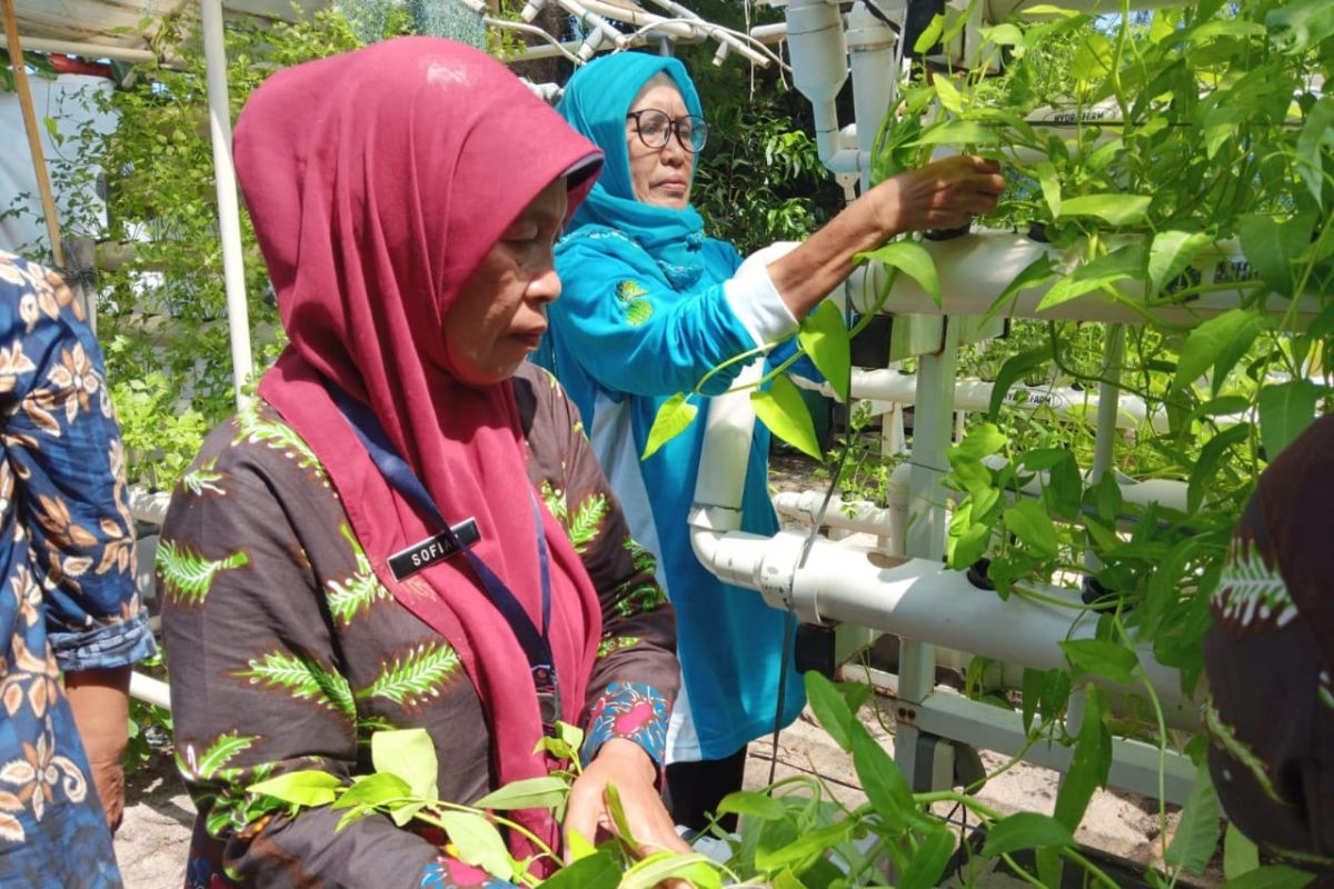 Pengelola RPTA Tanjong Timor panen sayur dibagikan ke anak stunting