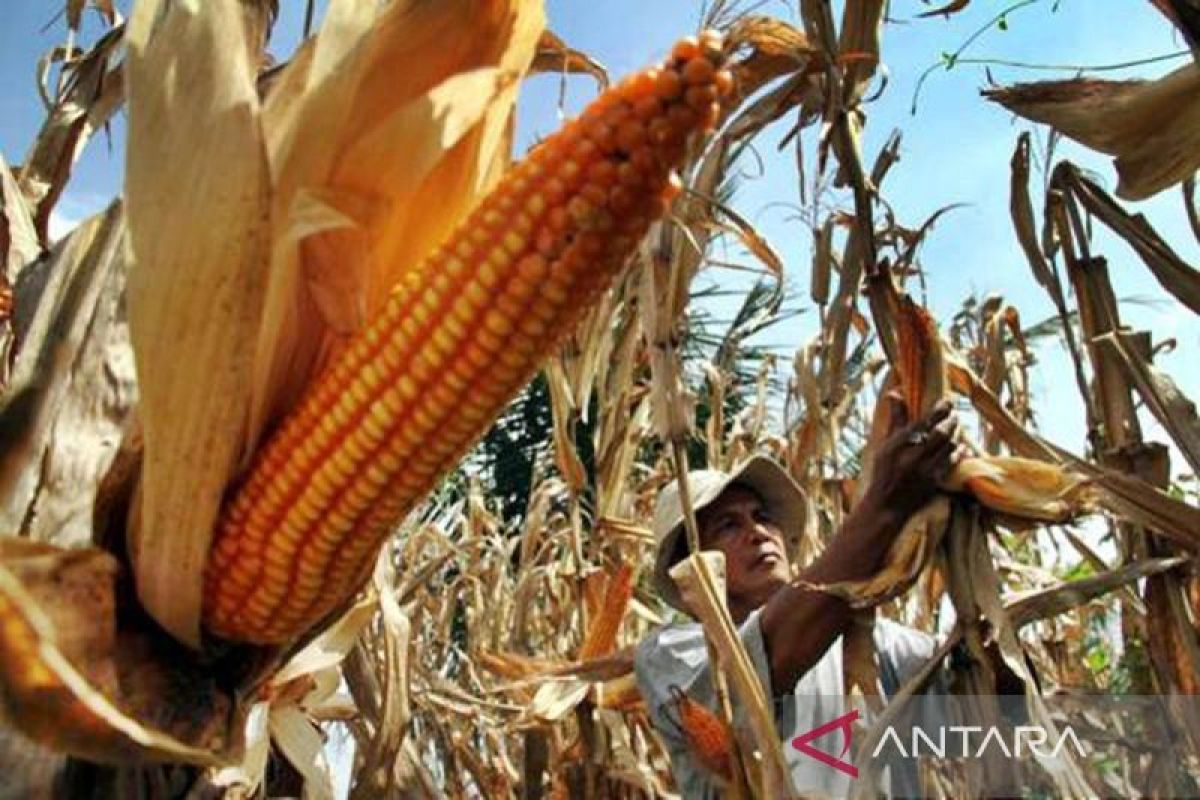 BRIN: Patogen tular tanah timbulkan masalah serius tanaman jagung
