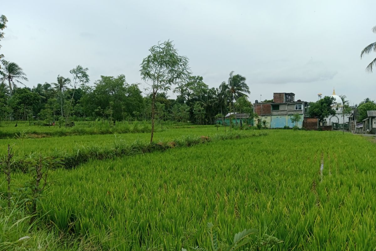 Bupati Pathul Bahri sebut desa rawan pangan di Lombok Tengah nol