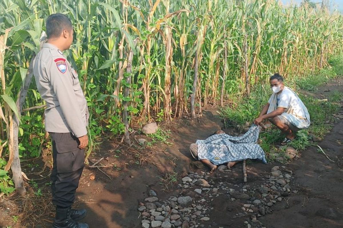 Seorang perempuan ditemukan meninggal di ladang jagung Lombok Timur
