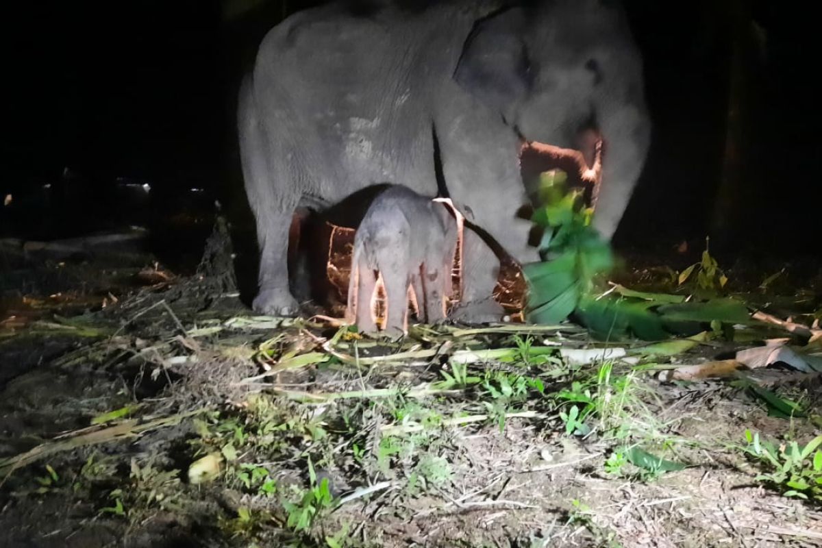Seekor gajah betina lahir dengan bobot 75,5 kg di Sebanga Bengkalis