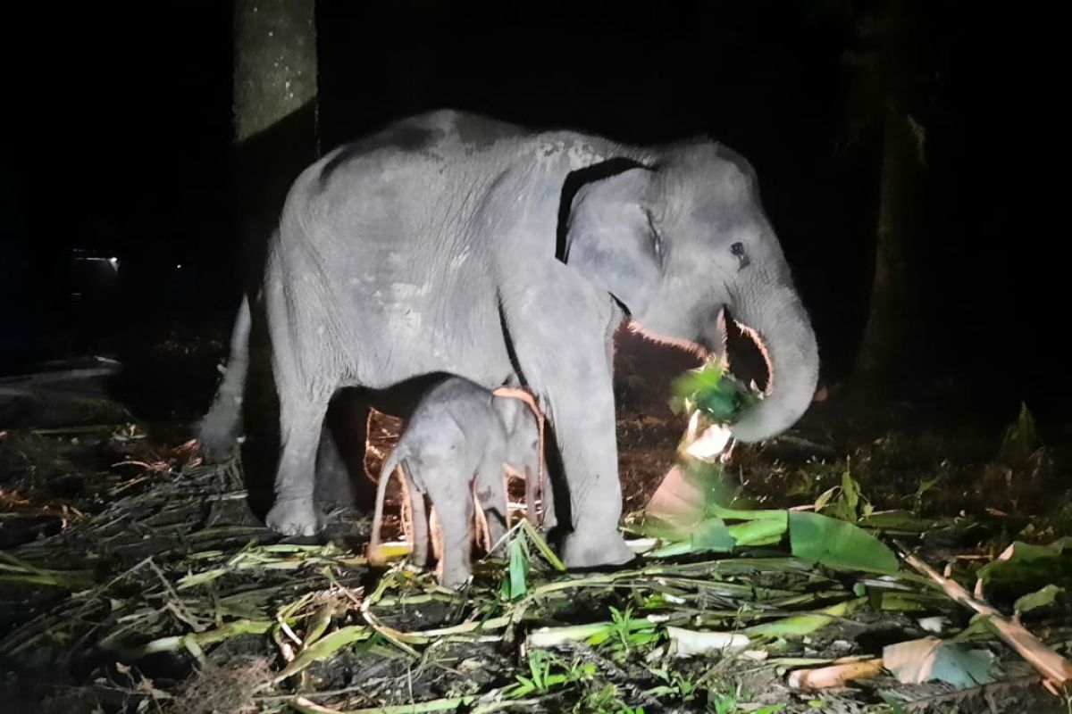 Seekor anak gajah lahir di Pusat Konservasi Gajah Riau