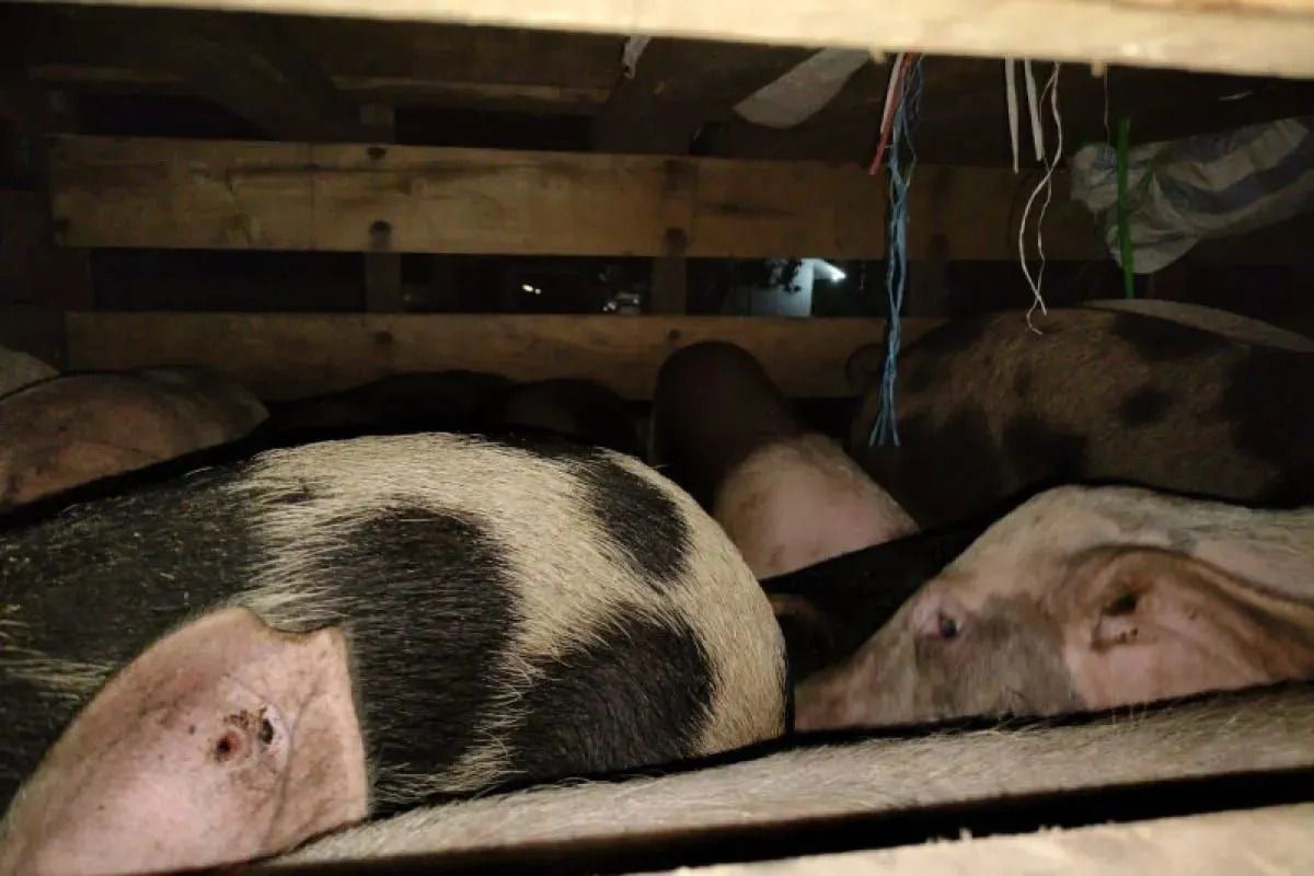 Nagekeo larang ternak babi masuk dari wilayah tertular ASF
